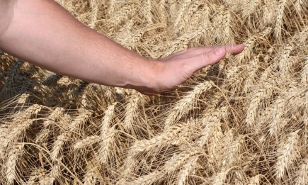 Хлебната пшеница се предлагаше в особено голямо количество на 350,00 лв./т доставка EXW, но е реколта от предишни години, а тазгодишна реколта се търси на по-високата цена от 370,00 лв./тон