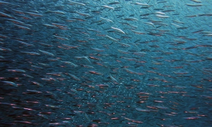 Рибните популации в ЕС започват да се възстановяват