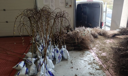 Рекордна пратка от 3500 незаконни фиданки и разсад е задържана на ГКПП Калотина