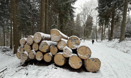 Истината за българските гори: Запасът расте, но рискът от пожари и изсъхване се увеличава
