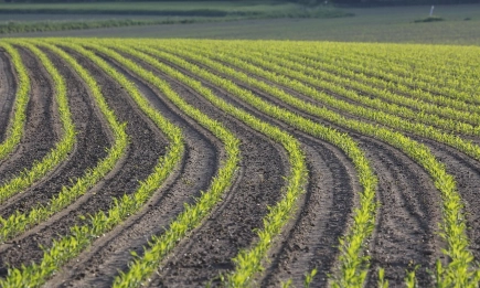 Внимание: Обследвайте посевите с царевица и слънчоглед за появата на сив царевичен хоботник