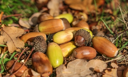 Полска оперативна група проучва използването на жълъди като основа за веганска храна