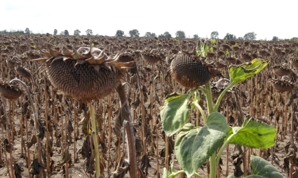 Сухо и горещо време