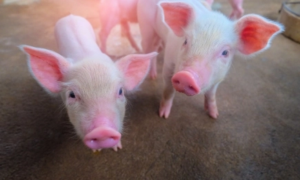 Smart Poultry & Pig World 2025: Технологиите и устойчивостта в центъра на вниманието