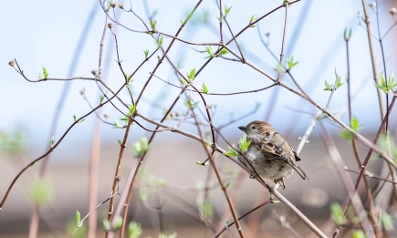 10 години Ние броим врабчетата: Резултати от юбилейното издание