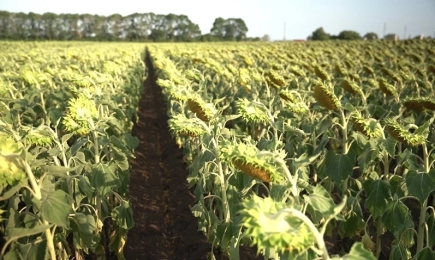 Новости от Нюфарм Сийдс: 5 хибрида слънчоглед от две технологии – толерантни на сулфонилурея и Клиърфийлд