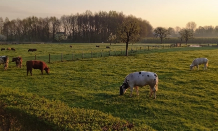 Мащабна проверка на БАБХ: Откриха над 320 виртуални животни в Смолянско