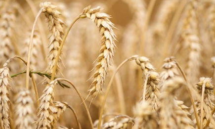 Доставка на пшеница от тазгодишна реколта се търси на по-високата цена от 370,00 лв./тон
