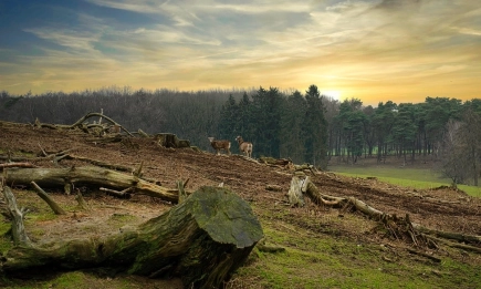 Държавата планира защита на горите през 2026 г.: Боровата процесионка и сушата са основните заплахи