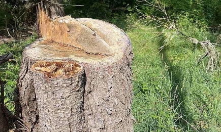 Незаконна сеч на 226 куб. м дървесина от общински гори разкри РДГ София