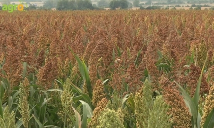 Сорго и карината от NUSEED за 2025 г.