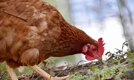 Стартира приемът на заявления за помощ за хуманно отношение към птиците за 2026 г.