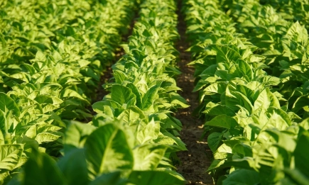 Тютюнопроизводителите имат още месец за регистрация