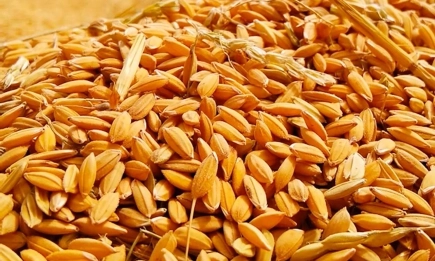 Разнопосочно движение на зърнените пазари в Чикаго и Париж