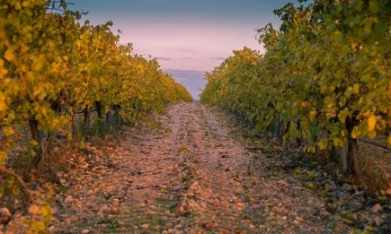 БАБХ наложи карантина върху лозови масиви във Великотърновско заради опасна болест