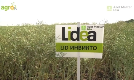 Отлични добиви и устойчивост при рапицата: LID Инвикто, LID Тебо и LID Маестро от генетиката Азот Мастър