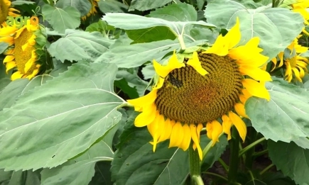 Линолови хибриди на NUSEED за 2025 г.