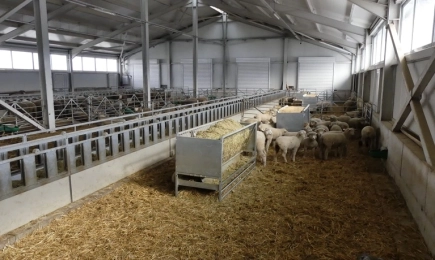 Цените на агнешкото месо от фермата не са увеличени спрямо миналата година