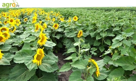 Ултра ранна селекция на NUSEED за 2025 г.