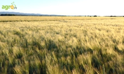 Италианските твърди пшеници Фарах и Зетае в портфолиото на Сембодиа-Семена са високодобивни и устойчиви