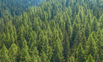 Започва глобална информационна кампания за горите