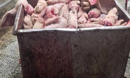 БАБХ затвори кланица в с. Радиново: Иззети са 36 тона месо с неясен произход