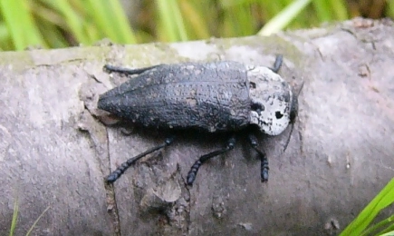 БАБХ публикува ръководство за прилагане на мерки за контрол на неприятеля черна златка