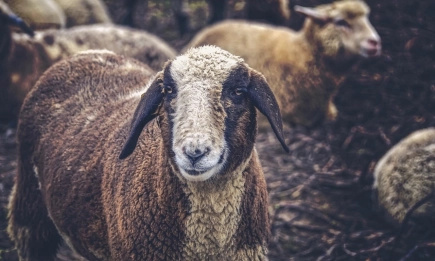 Потвърден е случай на антракс в с. Славяново, община Харманли
