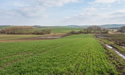 Житни, пролетници и овощни: Какво да очакваме в края на април