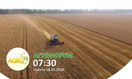 В АГРОФОРУМ: За затворения цикъл в месодайното овцевъдство с порода Ил Дьо Франс