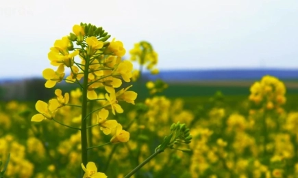 Технология за оптимална растителна защита на рапица