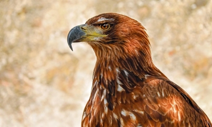 В ПП Сините камъни, Врачански Балкан и Българка възстановяват популации от редки птици