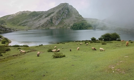 БАБХ предупреждава: Риск от шап при пътуванията за Великден – забрана за внос на месни и млечни храни
