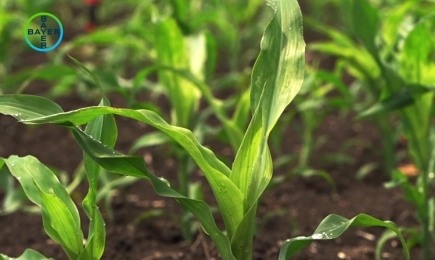 Монсун® Актив – топ хербицид за смесено заплевеляване в царевица