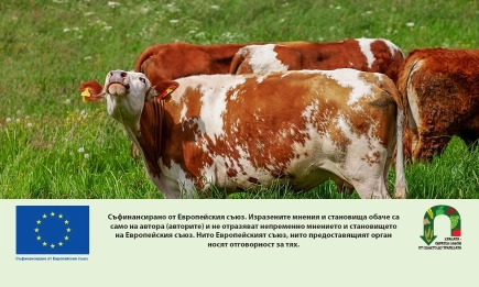 ДФЗ изплати над 17.7 млн. евро на 1258 животновъди по интервенцията за хуманно отношение