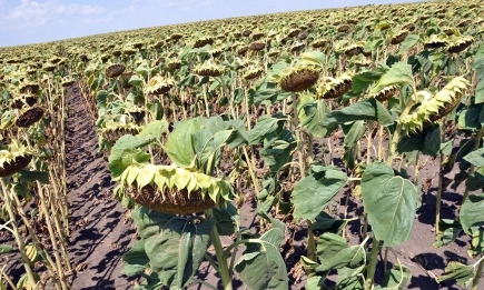 Кортева Агрисайънс демонстрира слънчогледови хибриди Пионер с висока устойчивост и стабилен добив