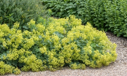 С буйна зеленина и блестящи жълти цветя, дамската мантия е перфектен избор за предизвикателни градински пространства