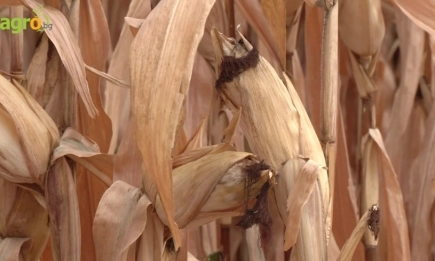 P1332 – хибридът, който съчетава сила, продуктивност и универсалност