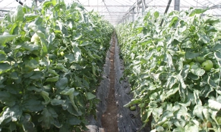 Плодовете и зеленчуците поскъпват на борсите у нас