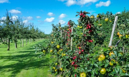 Отпускат се 10 млн. лева за зимни пръскания през 2025 г.
