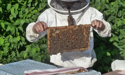 До 30 септември пчеларите с договор под условие могат да подават заявления за плащане по интервенциите от Стратегическия план