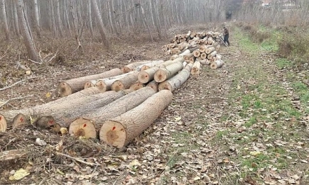 Горски инспектори от РДГ Русе задържаха незаконна дървесина