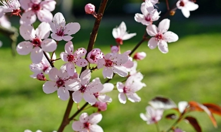 Има повишен риск от повреда на цветовете при овошките