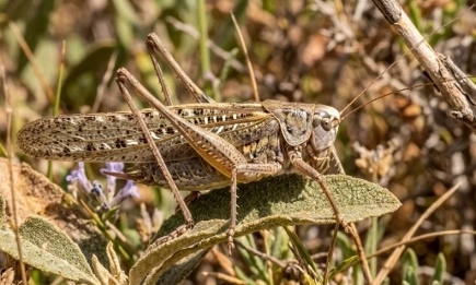 Белочел дектикус (Decticus albifrons): Запознайте се с едрия полезен скакалец
