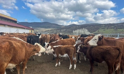 Михаела Кънчева по пътя към управление на семейната животновъдна ферма