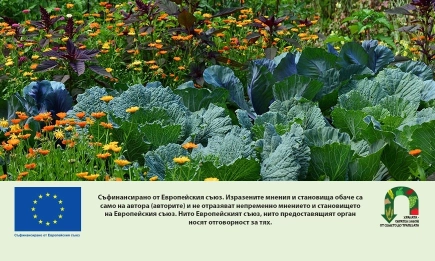Нови възможности за био производителите: Подпомагане за смесени зеленчуци и по-кратки ангажименти