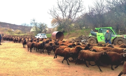 Мащабна акция на БАБХ в Кюстендил: Разкрити са стотици виртуални и неидентифицирани животни