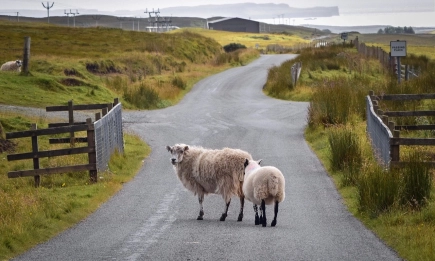 Животните под соларни панели дават повече вълна?