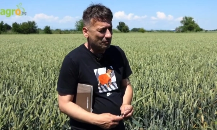 На полето с Каронте и Катуло – пшеници с характер