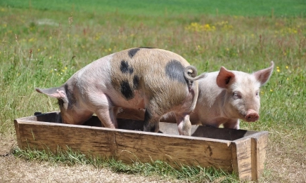 ДФЗ отваря прием по схемата за хуманно отношение към свинете през май 2026 г.